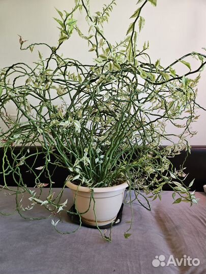 Педилантус