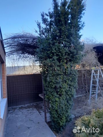 Тис Тис Тис ягодный