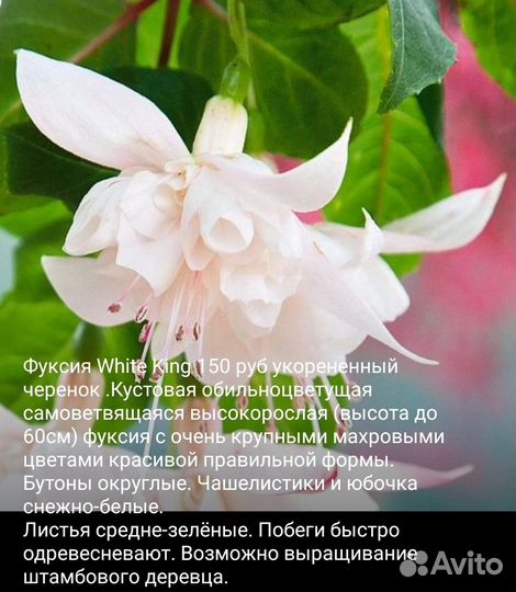 Фуксии