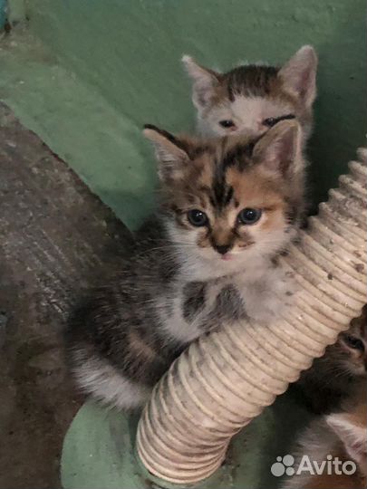 Котята в добрые руки 3 шт