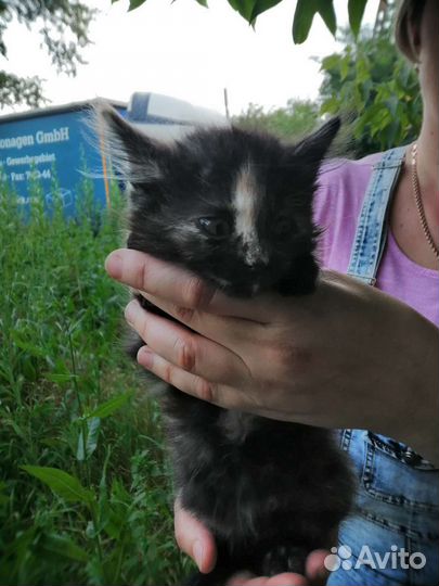 Кошка маленькая