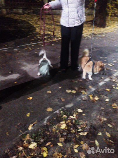 Найдена собака