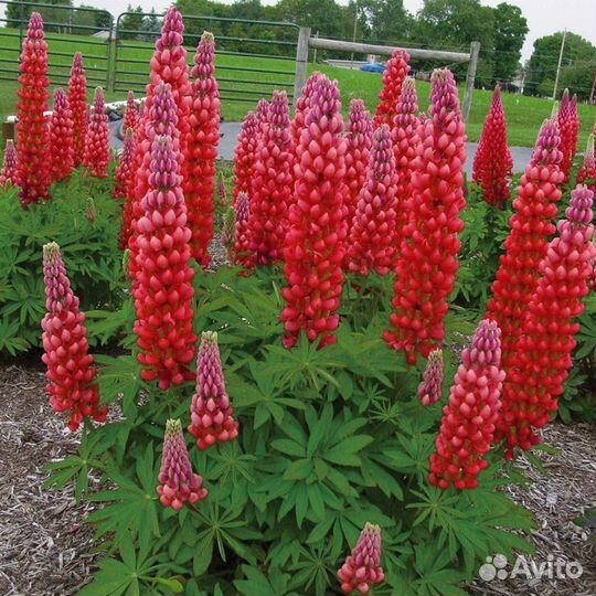 Семена цветов