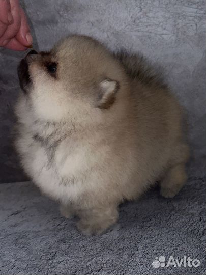 Померанский шпиц