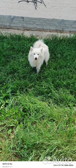 Самоедская лайка