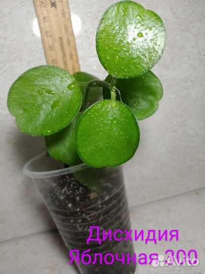 Сциндапсусы, циссус, гибискус