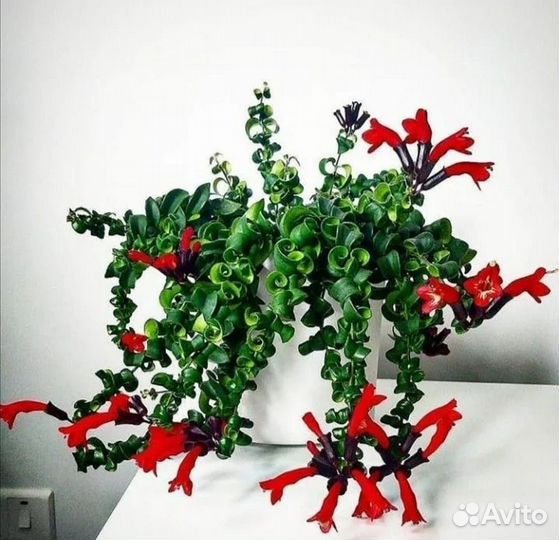 Эсхинантус Раста