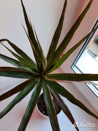 Комнатные цветы драцена