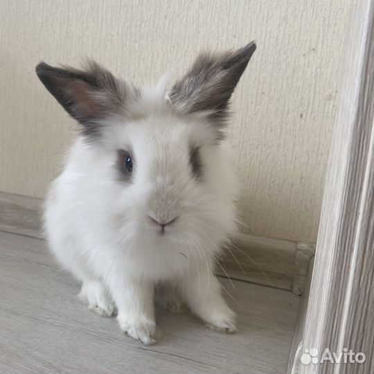 Декоративные кролики