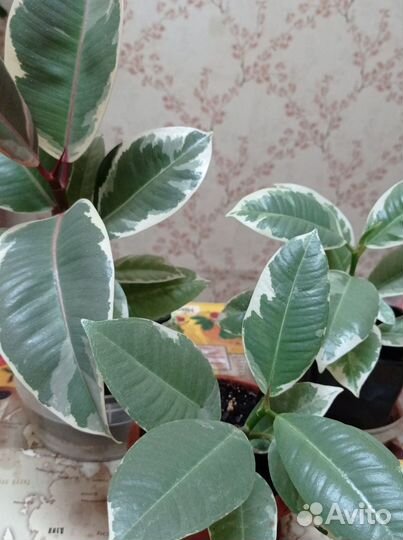 Фикус Эпифилум красный