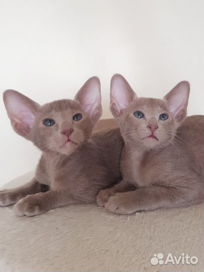 Ориентальные котята