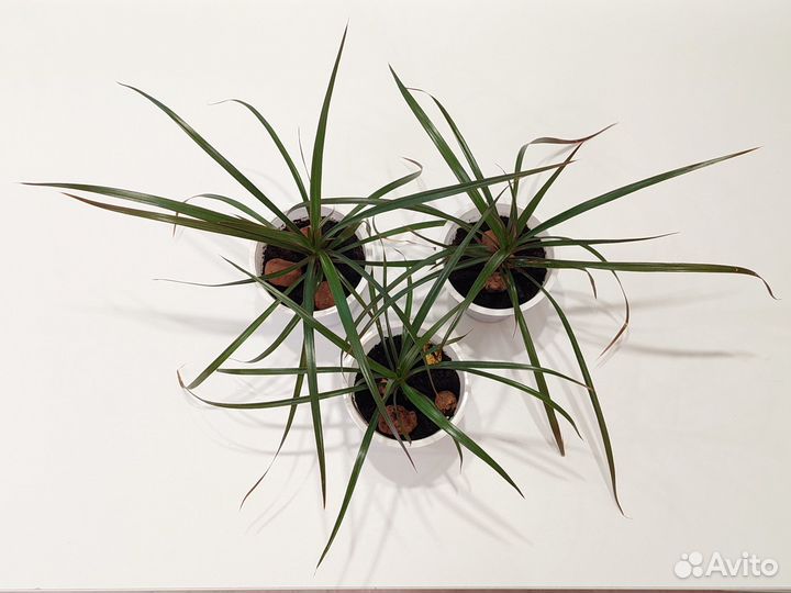 Драцена (Драконово дерево)