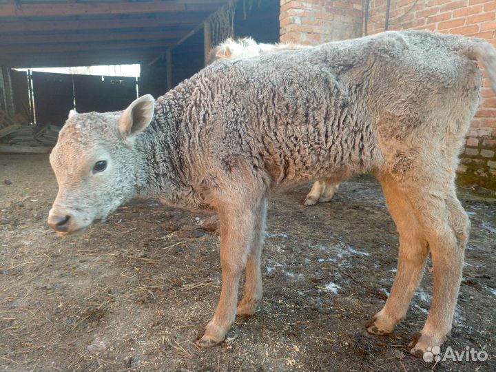 Очень красивая девочка