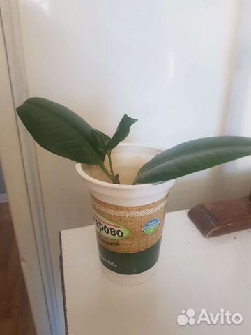 Фикус каучуконосный