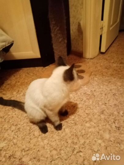 Сиамский котик