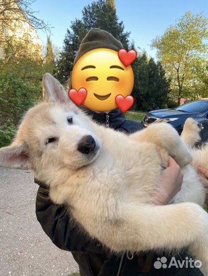 Маламутики