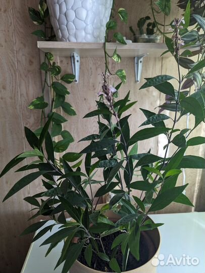 Комнатные цветы