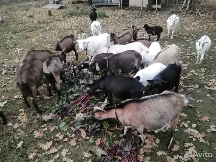 Козы козочки козлы