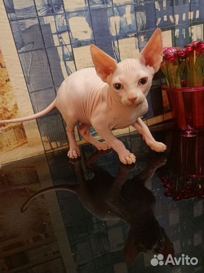 Канадский сфинкс