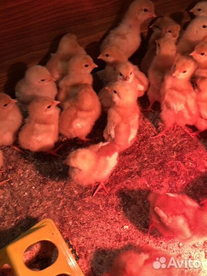 Цыплята Ломан Браун