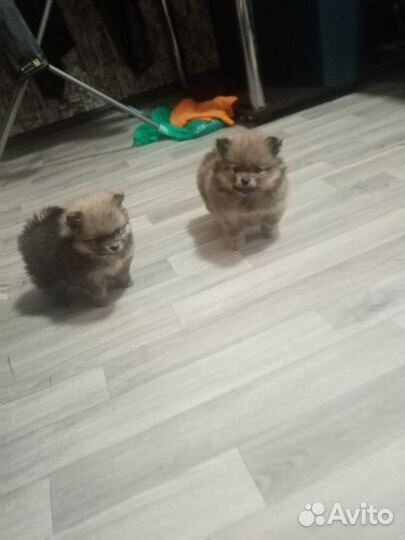 Померанский шпиц