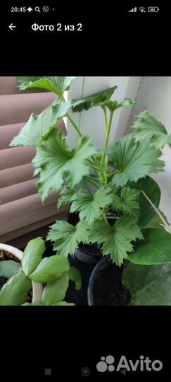 Королевская пеларгония фиолетовая