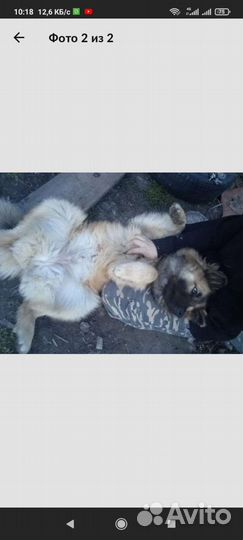 Собака в добрые руки