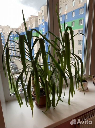 Пальма юкка