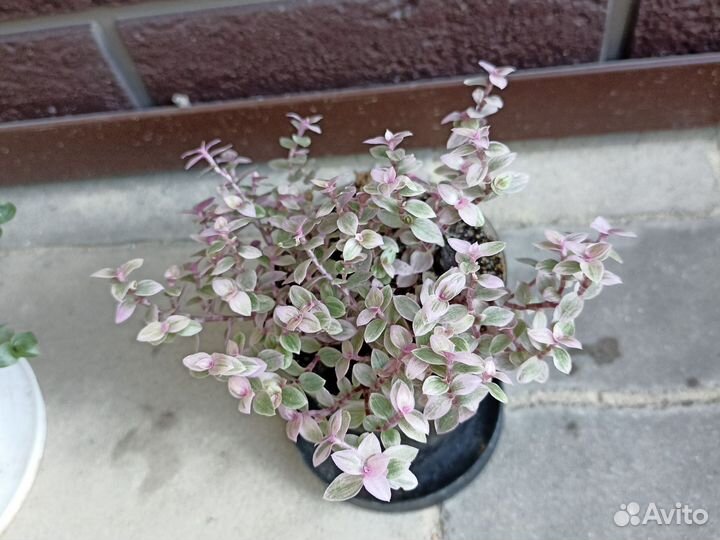 Комнатные цветы