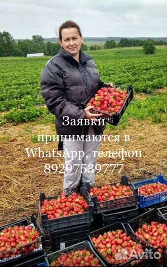 Рассада клубники. Саженцы.Питомник Фриго