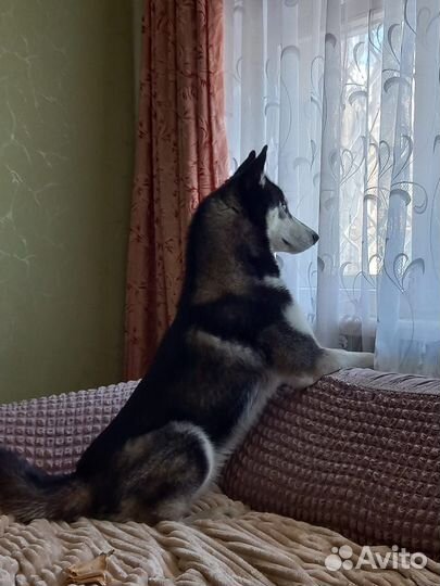 Ищем девочку