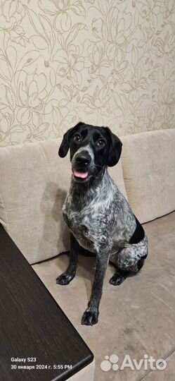 Собака в добрые руки