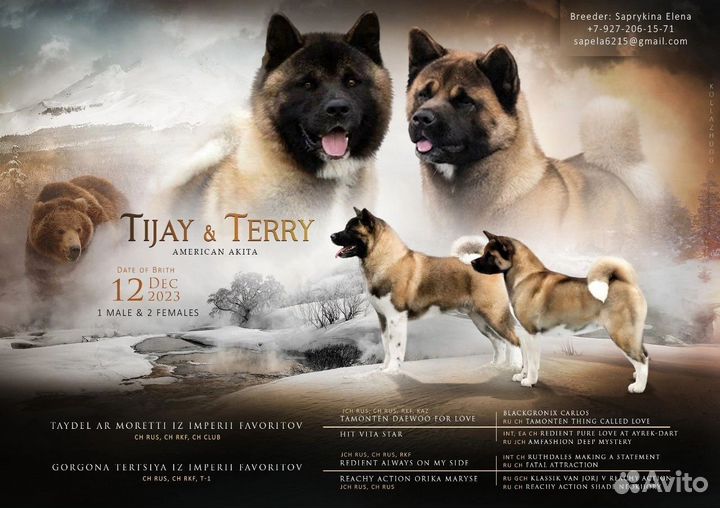 Американская акита вязка