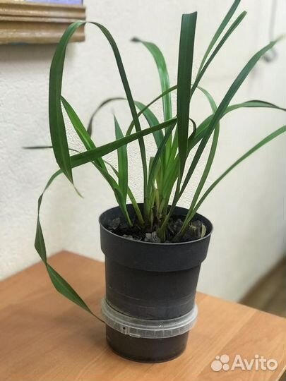 Орхидея Цимбидиум