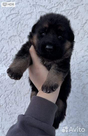 Немецкая овчарка