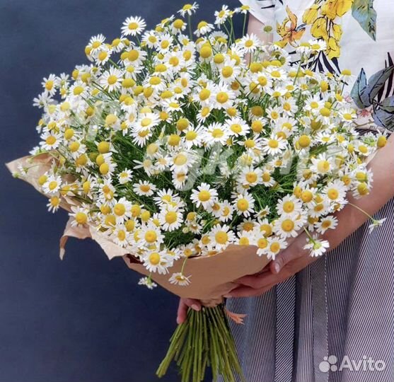 Ромашки цветы