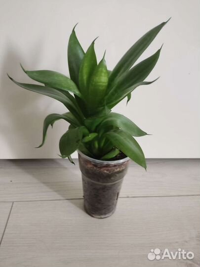 Драцена, сансевиерия