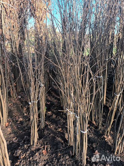 Декоративные растения