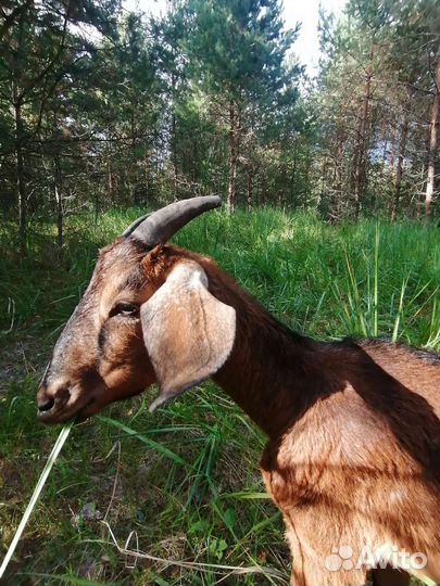 Чешская и нубийская козы