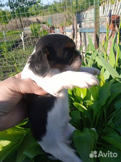 Девочка Кавалер Кинг Чарльза Спаниель