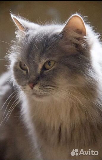 Кошечка ищет дом