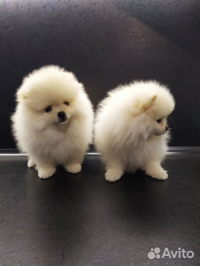 Померанский шпиц