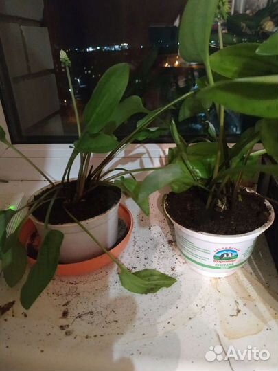 Домашние цветы,дримиопсис