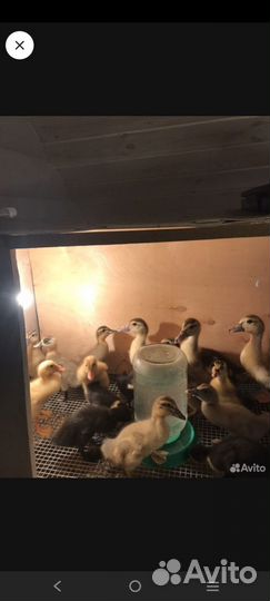 Брудер для цыплят бу