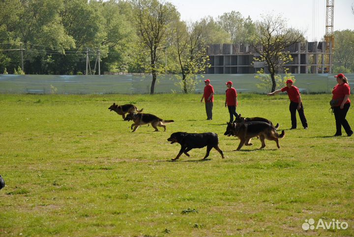 Дрессировка собак кинолог передержка
