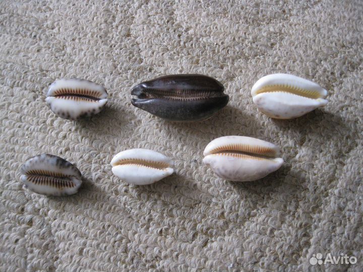 Ракушки океанские,каори,морская звезда