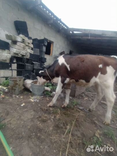 Телëнок тëлка