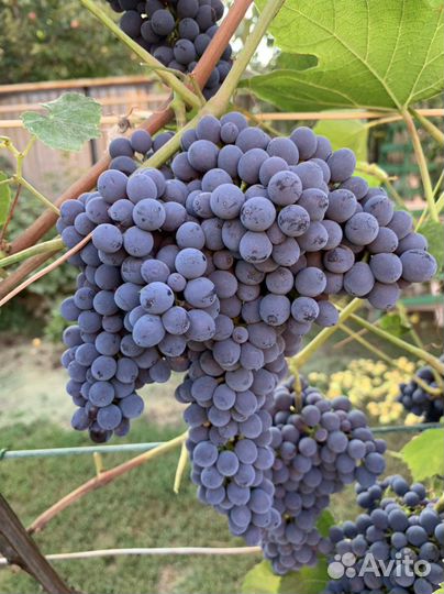 Саженцы винограда