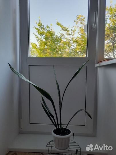 Сансевиерия