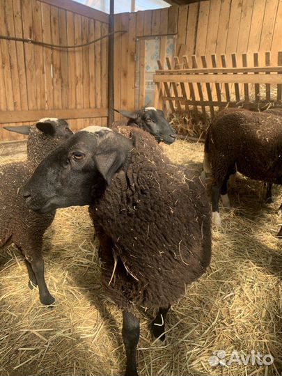 Овцы бараны